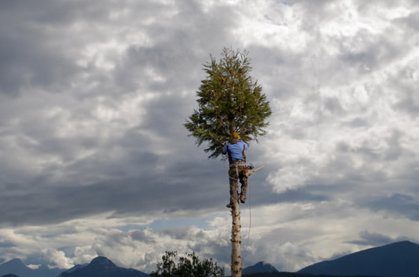 arborist working tree cutting work image1
